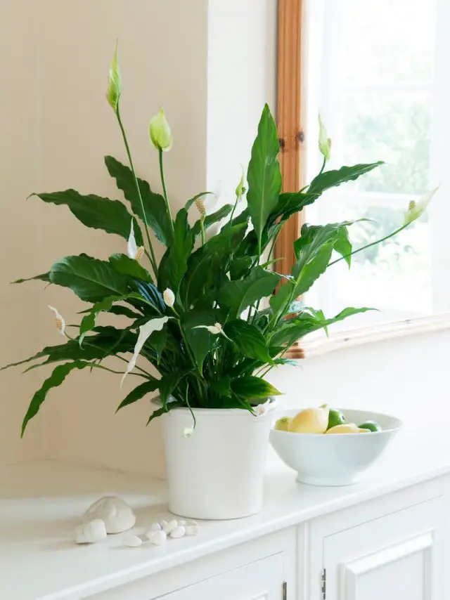 15 plantes dépolluantes pour votre intérieur fleur de lune décoration
