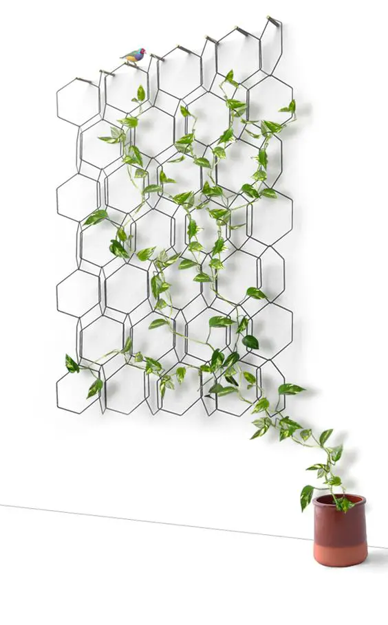 plante grimpante structure geometrique murale