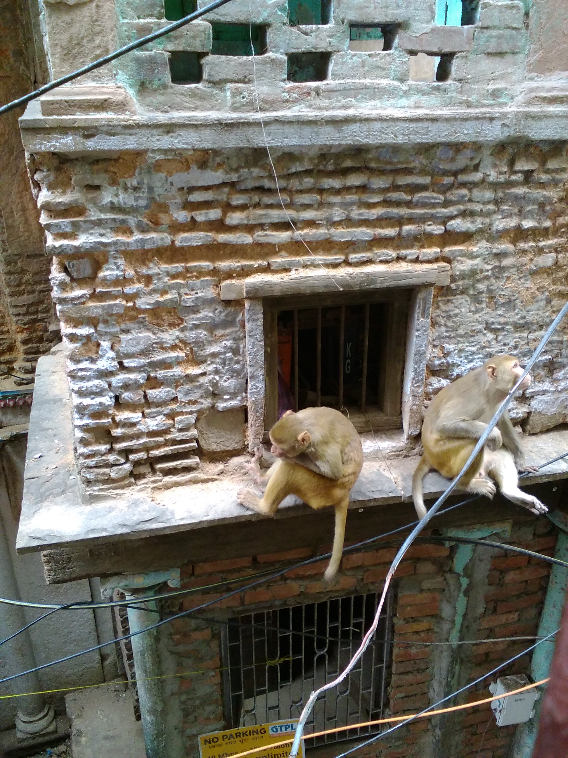 nomadisme inde varanasi singe