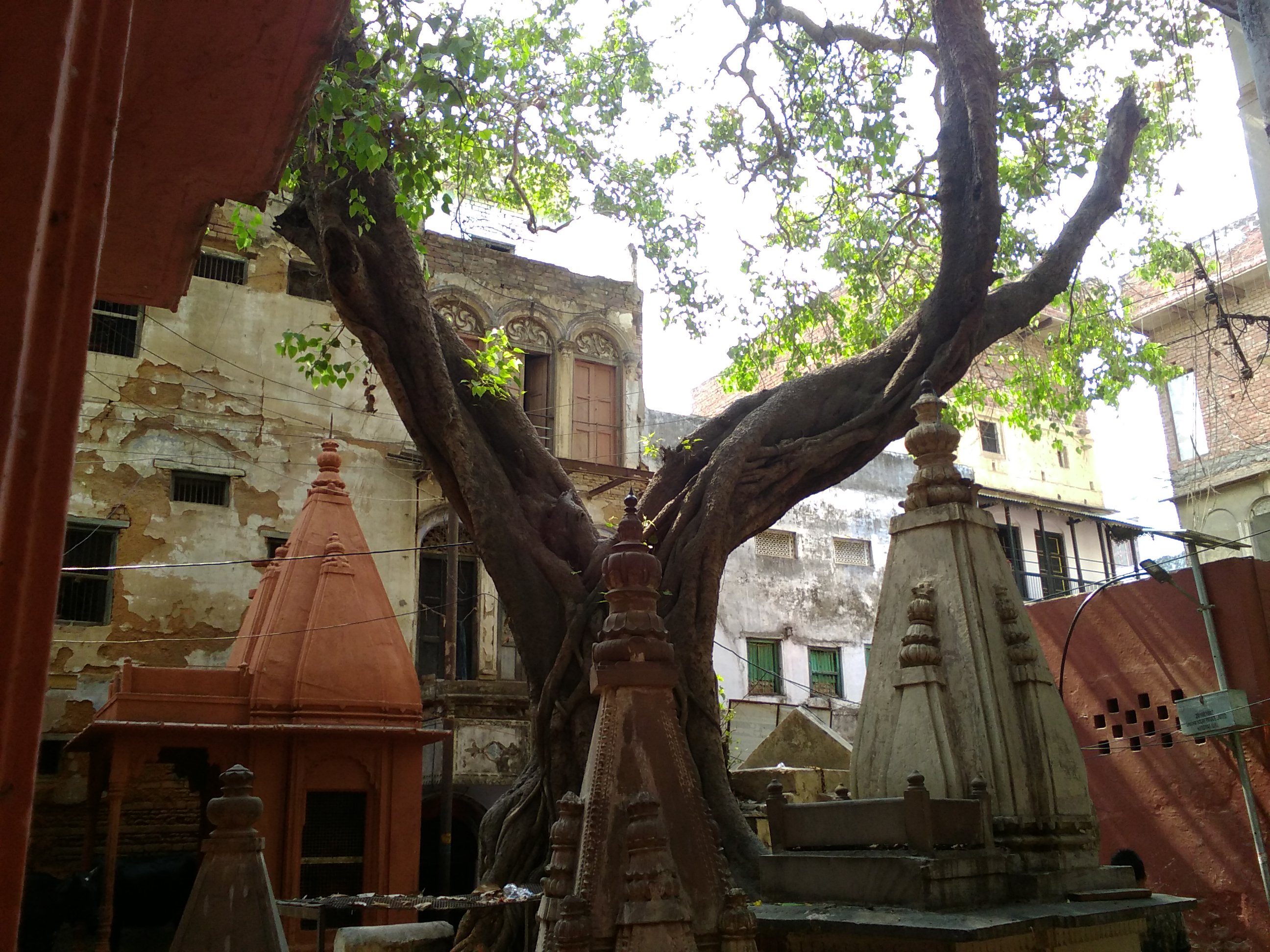 nomadisme inde varanasi temple arbre