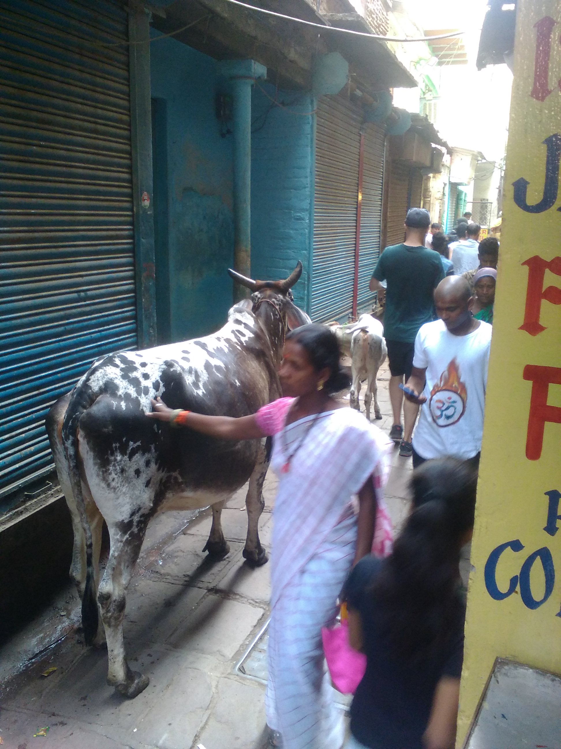 nomadisme inde varanasi vache