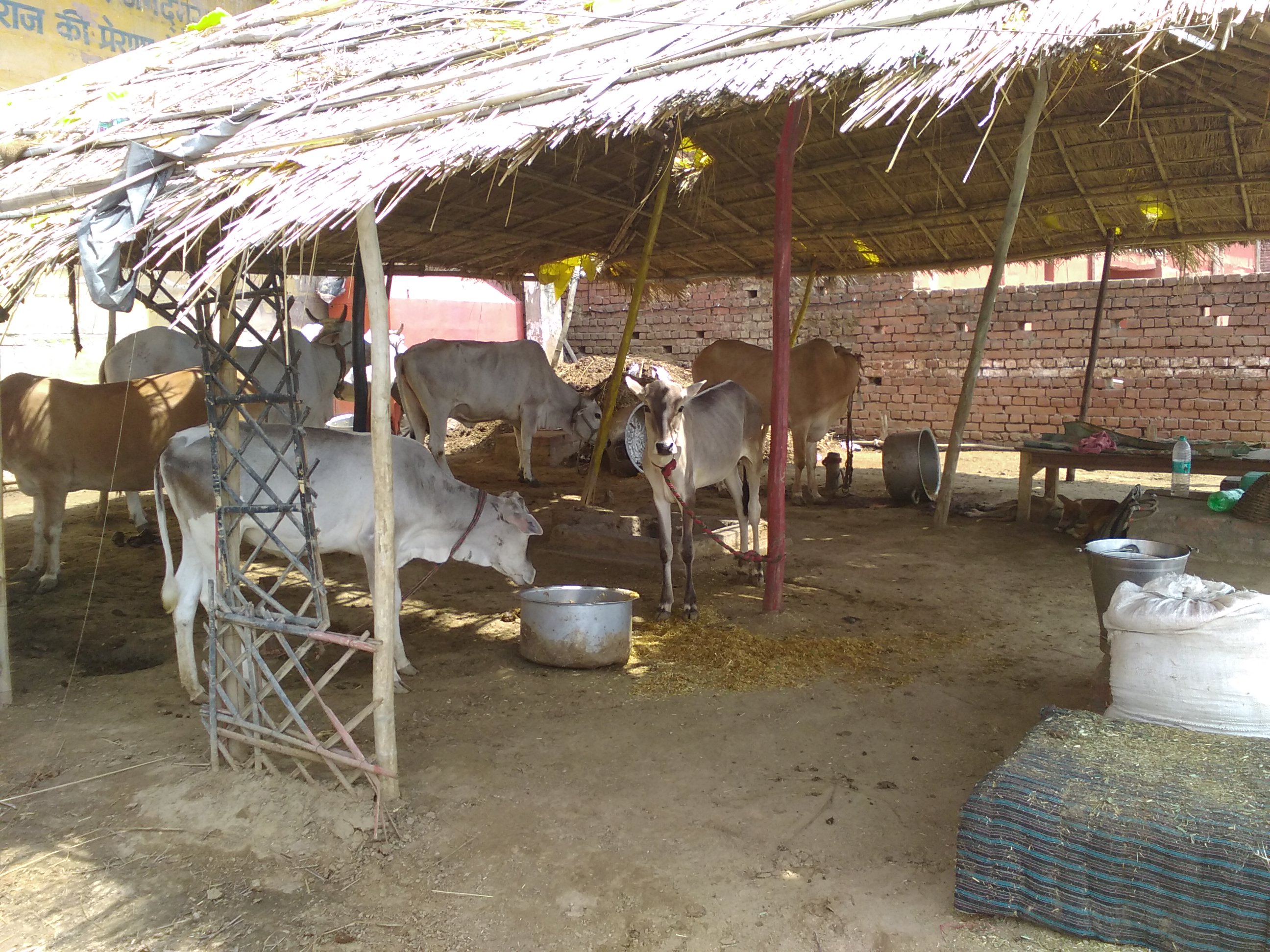 nomadisme varanasi etable ville vache