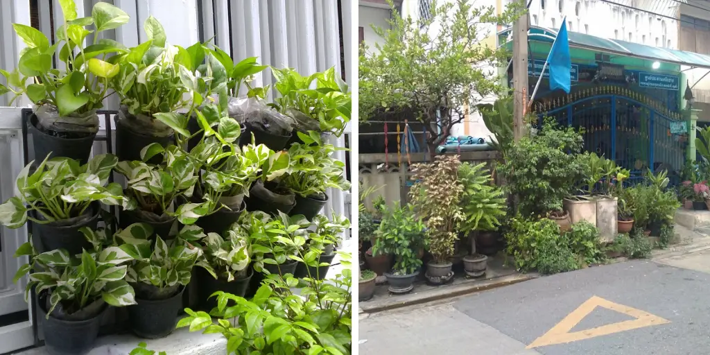 confinement plantes exterieur thailande idee