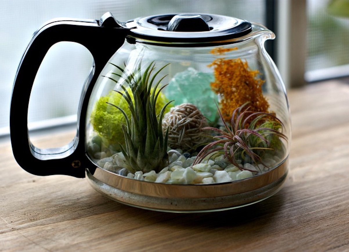 slow deco recup cafetiere plantes