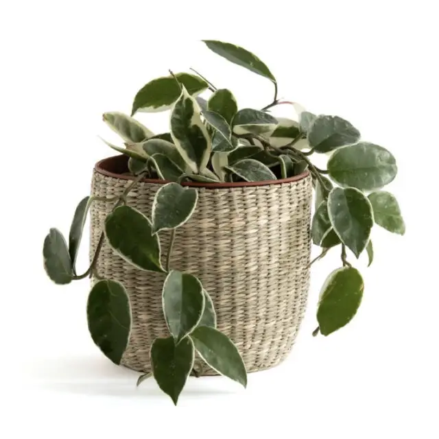 intérieur style nature cache-pot simple herbier