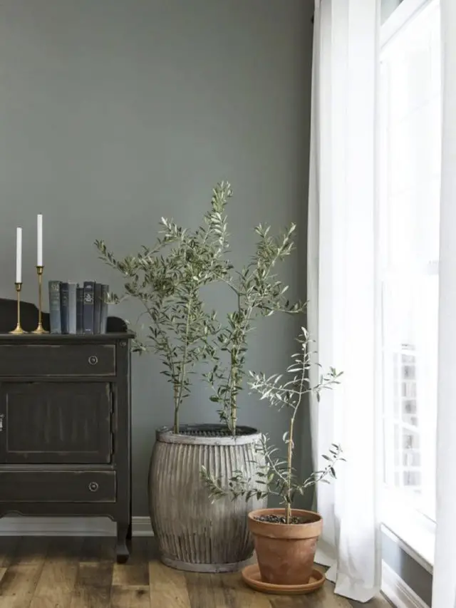 salon vert sauge decoration plante