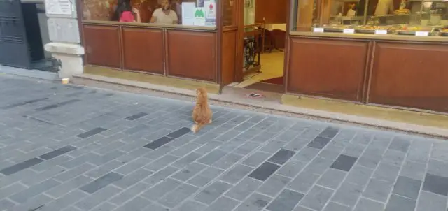 istanbul chat qui attend devant un commerce