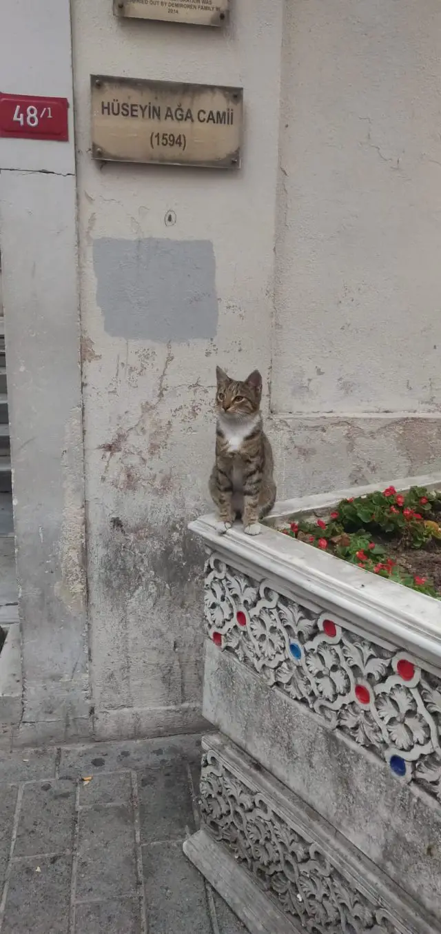 istanbul chat qui fait le beau