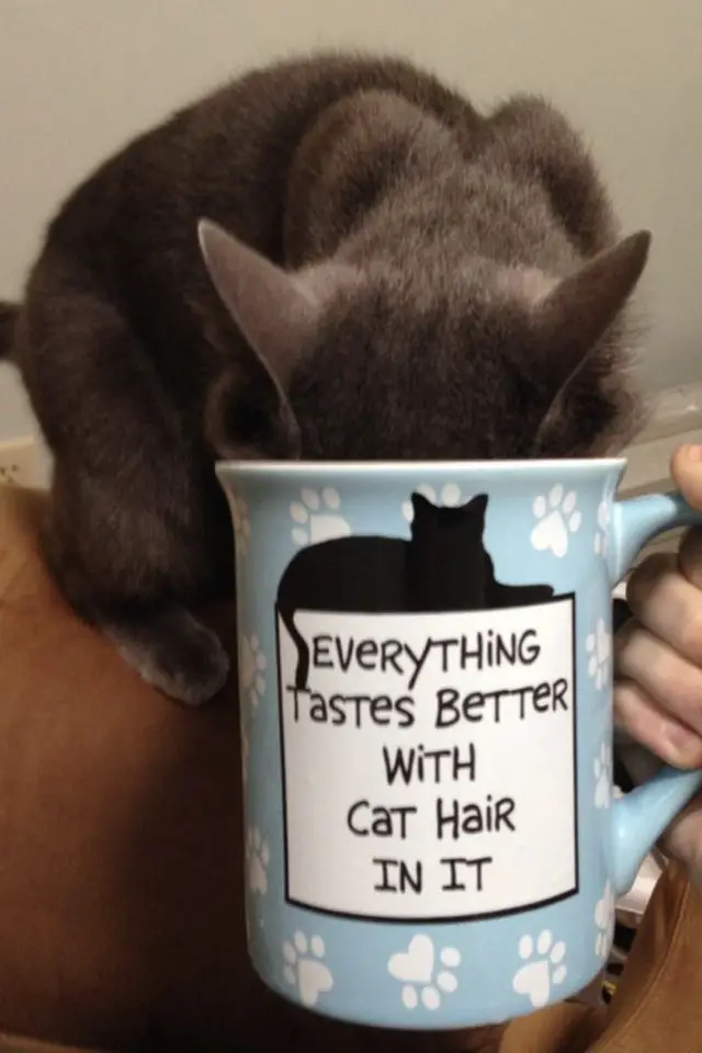 de la deco et des chats cafe mug message tout est meilleur avec un poil de chat dedans