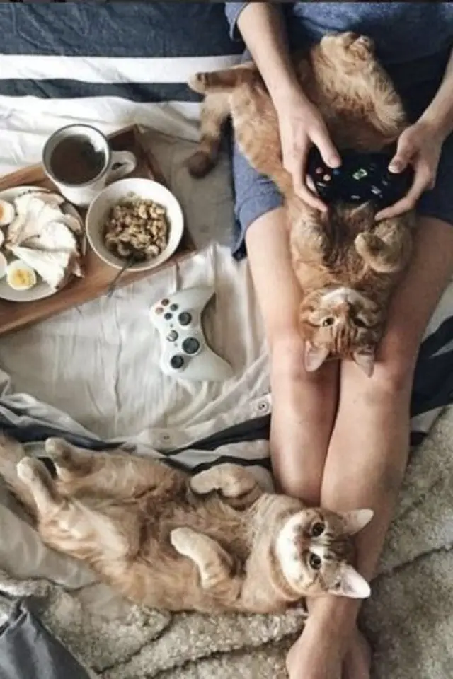 de la deco et des chats cafe instant cosy lit petit déj
