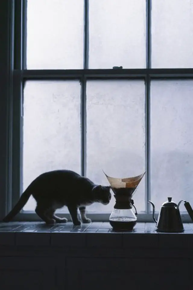 de la deco et des chats cafe photo en contrejour silhouette chat et cafetière 
