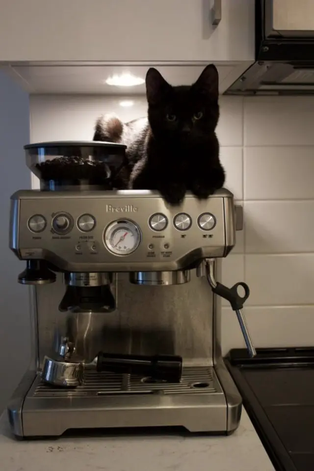 de la deco et des chats cafe chat noir posé sur une machine à expresso