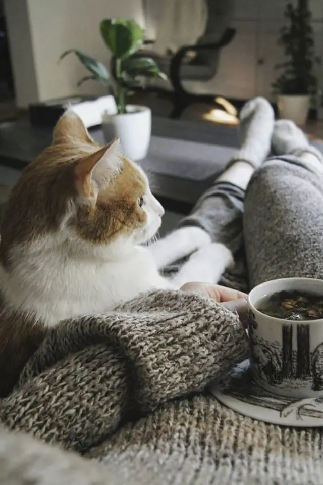 de la deco et des chats cafe dimanche canapé netflix cosy hiver