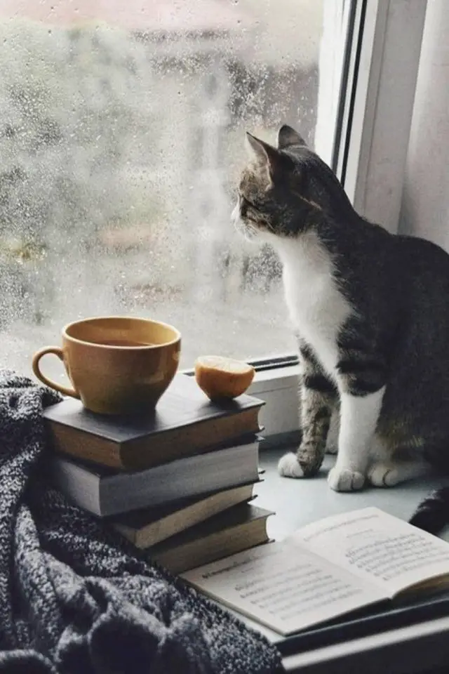 de la deco et des chats cafe fenêtre livre extérieur après midi pluie