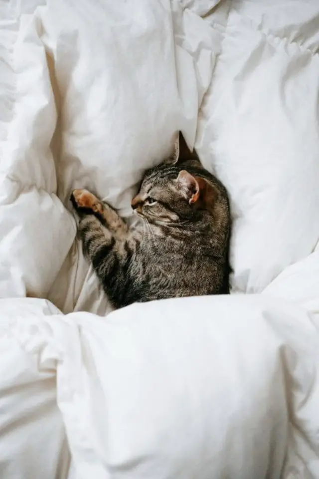 de la deco et des chats lit couette confort bien être cosy