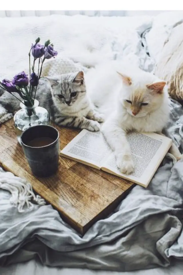 de la deco et des chats lit petit bouquet de fleurs et livre