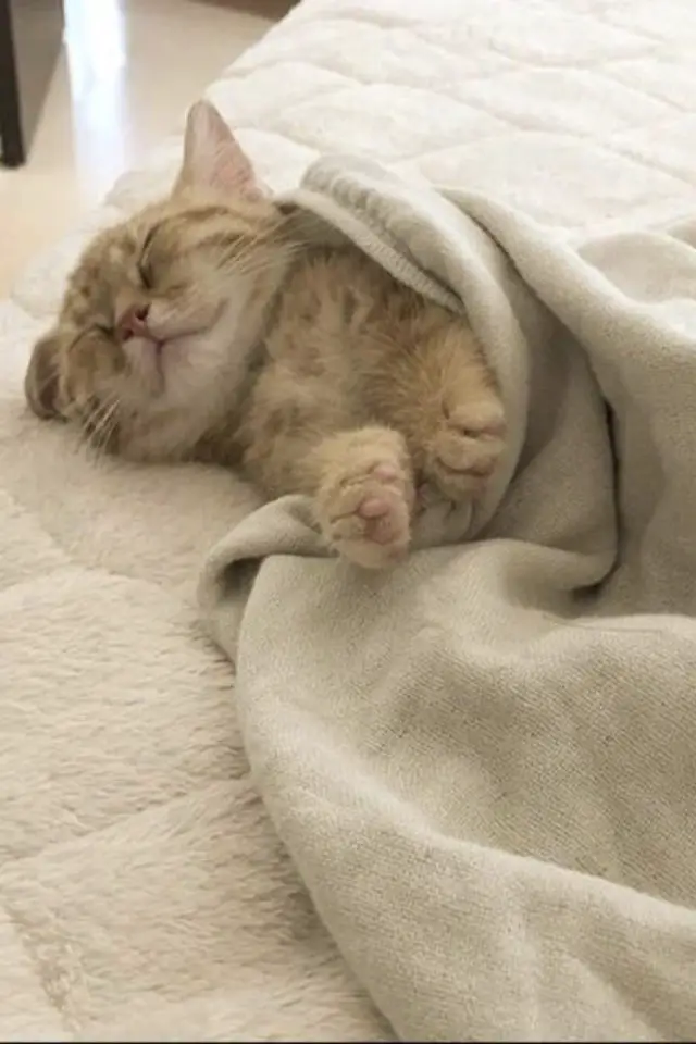 de la deco et des chats lit plaid en laine et matelas confortable