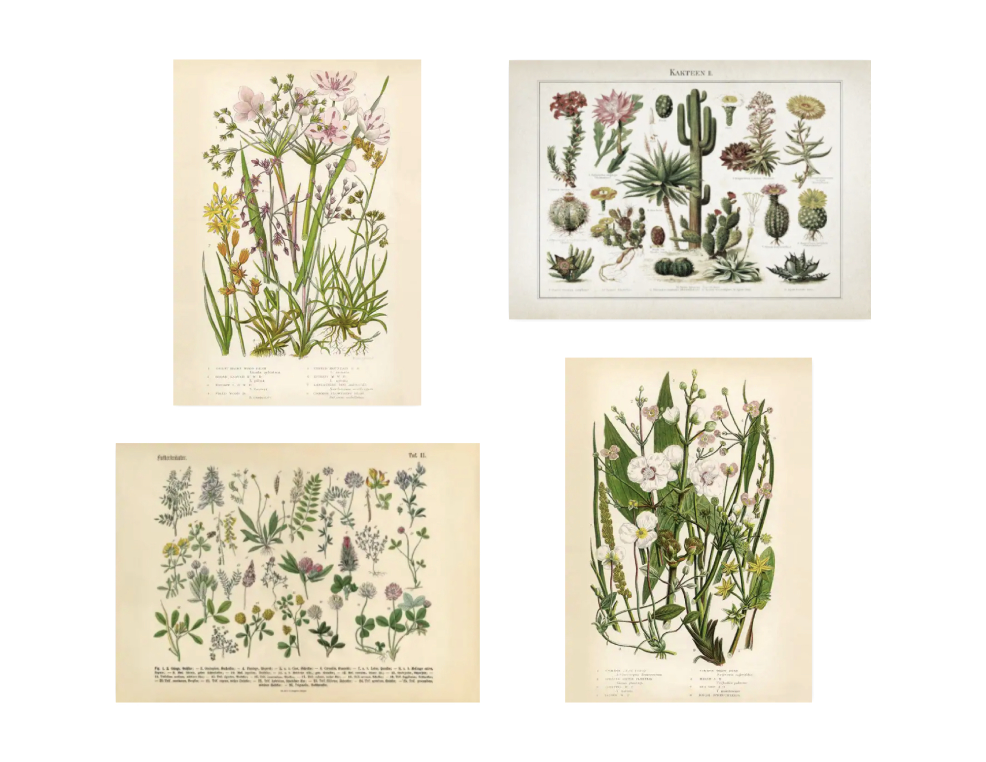 association affiche deco desenio exemple thématique nature herbier vintage affiche école musée plantes fleurs variétés