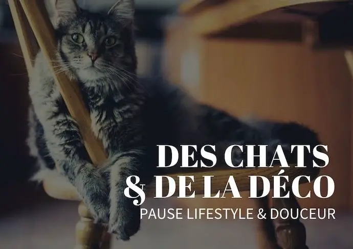 chats decoration intérieure pause idée inspiration blog déco