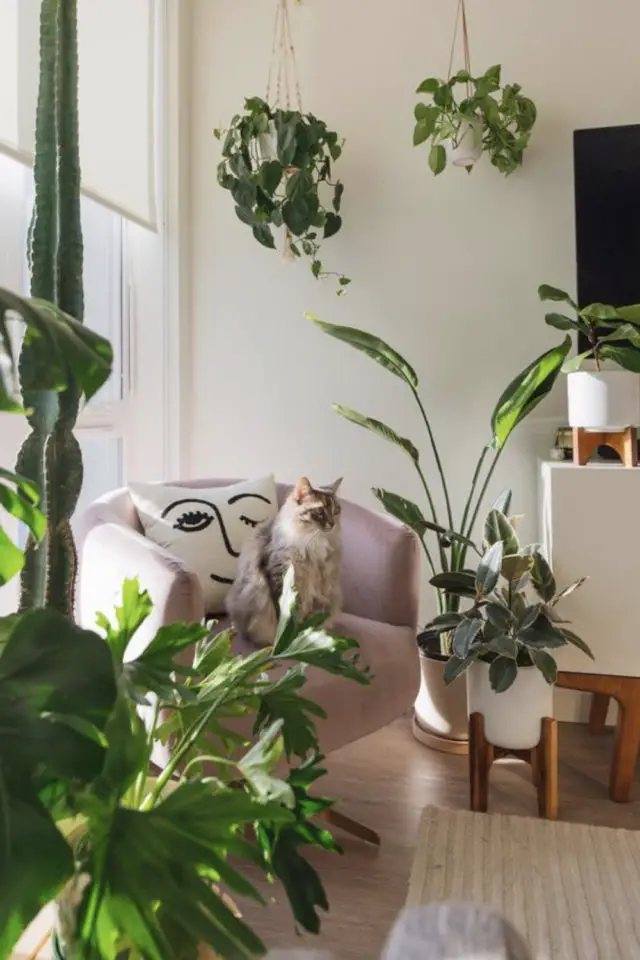lifestyle chat deco fauteuil velours rose décoration moderne coussin visage plantes vertes