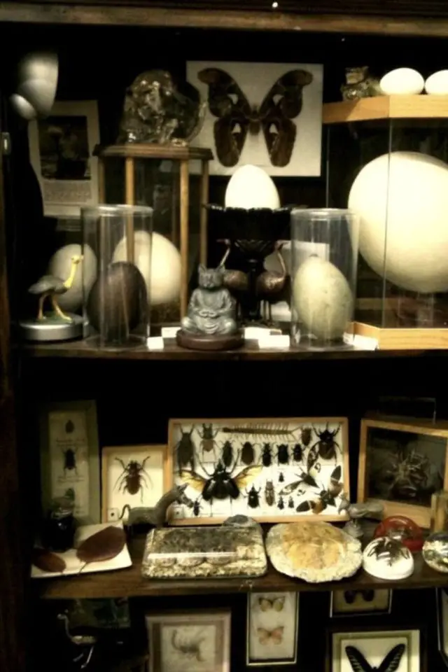 deco rock cabinet curiosite exemple naturalisme déco naturelle collection ancienne