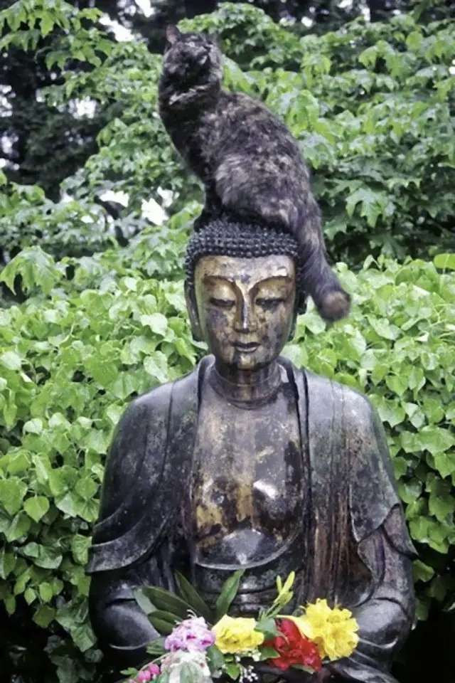 lifestyle chat deco statue spiritualite tête de bouddha laiton