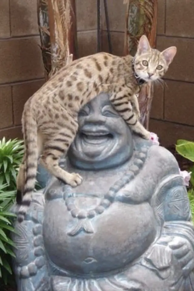 lifestyle chat deco statue spiritualite gros bouddha