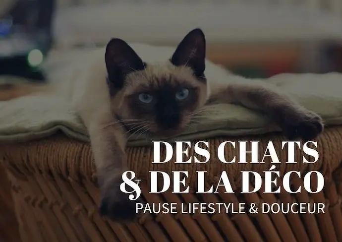 des chats et de la deco lifestyle blog décoration intérieure slow living nomade passion félin