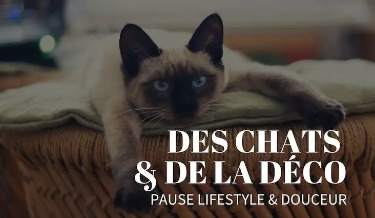des chats et de la deco lifestyle blog décoration intérieure slow living nomade passion félin