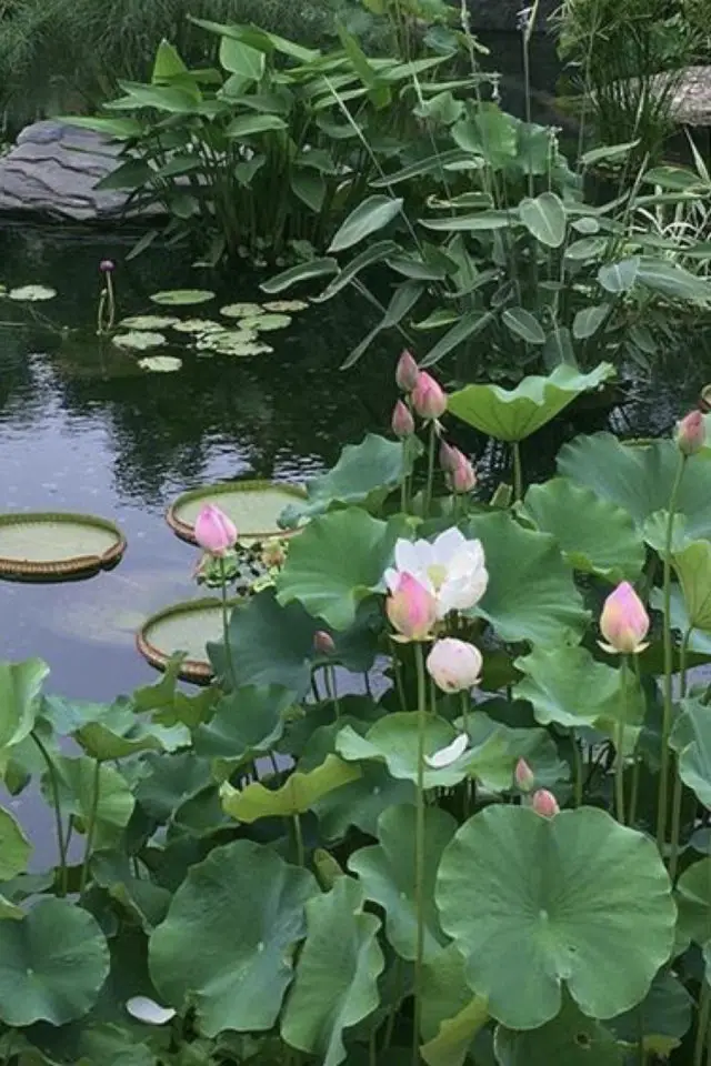 idee  joli jardin fleur rose bassin fleur de lotus asie