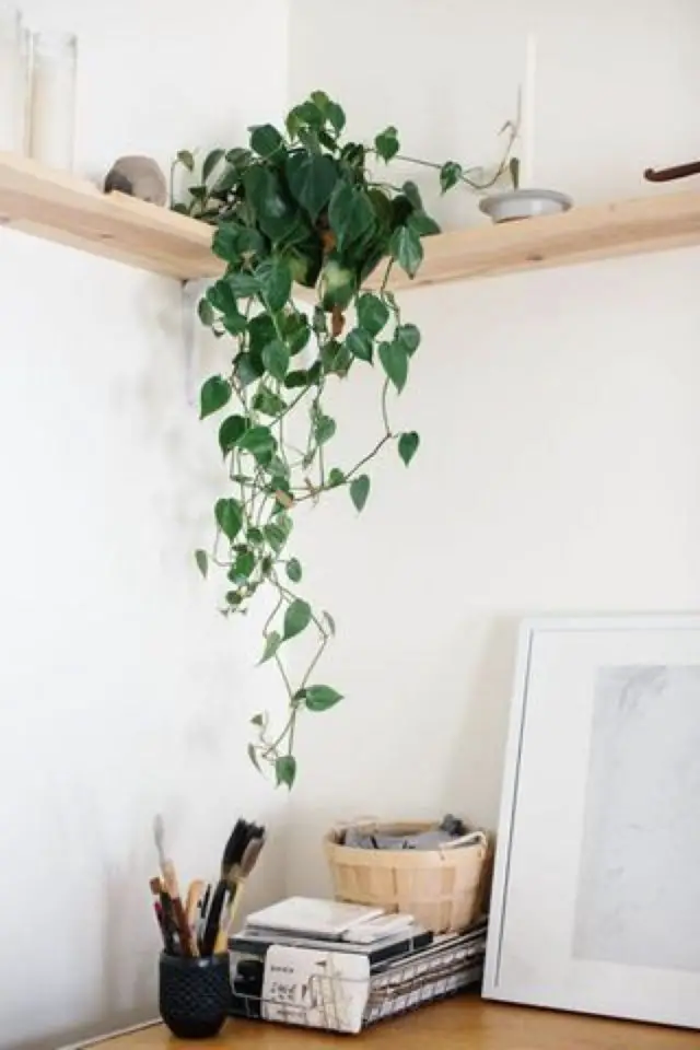 plante verte rampante deco bureau étagère murale d'angle en bois