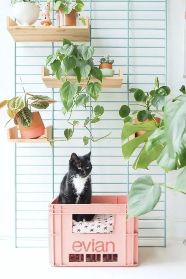 decoration chat panier exemple caisse Evian rose plantes vertes