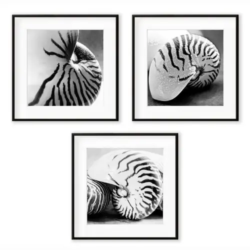 accessoire decoration forme coquillage photo en noir et blanc Triptyque 