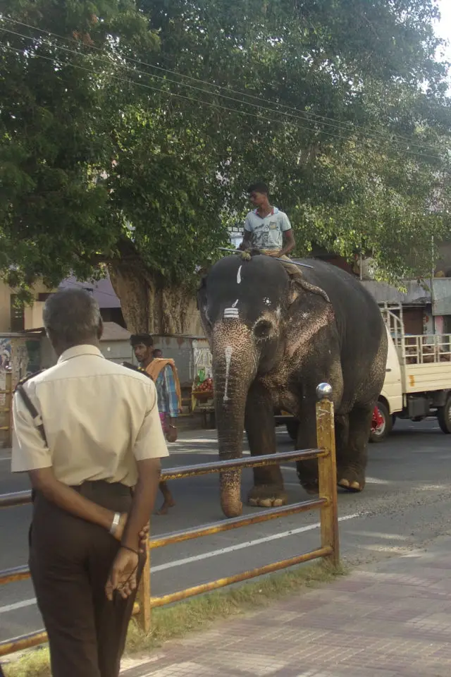 inde pays extradordinaire exemple éléphant dans la rue sud Kanyakumari