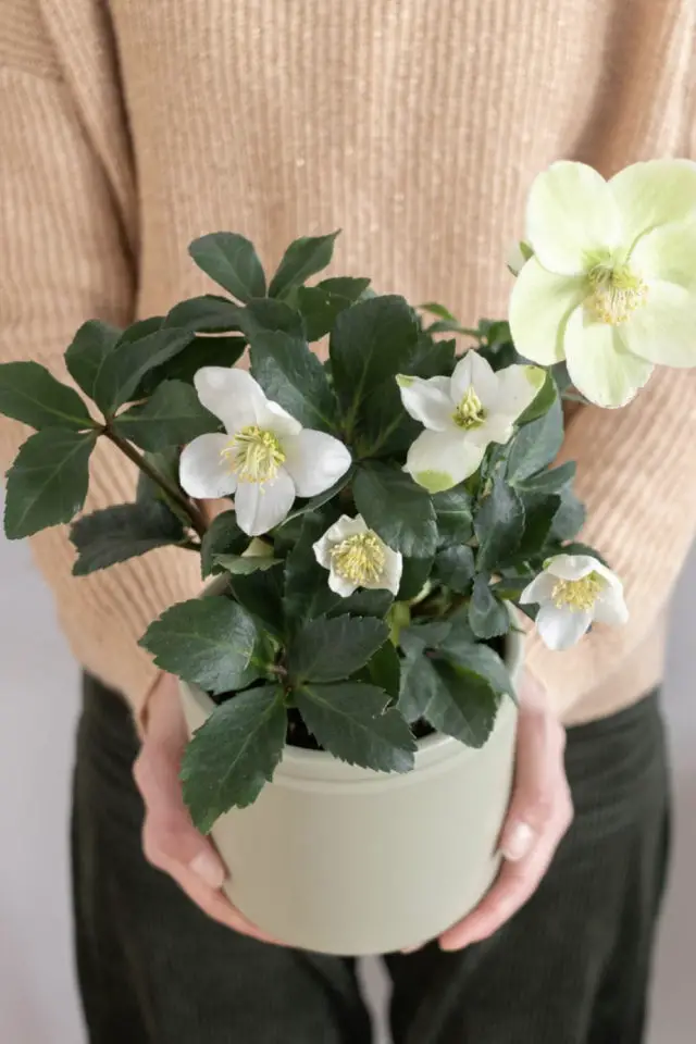 bergamotte offrir fleur tendance saint valentin plantes verte hellébore fleur blanche mariage symbolique
