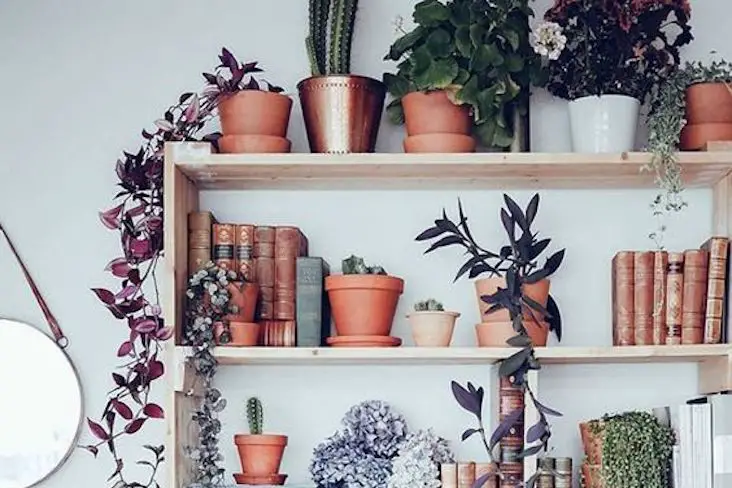 video deco plantes vertes exemple étagère bibliothèque pot de fleurs miroir livres