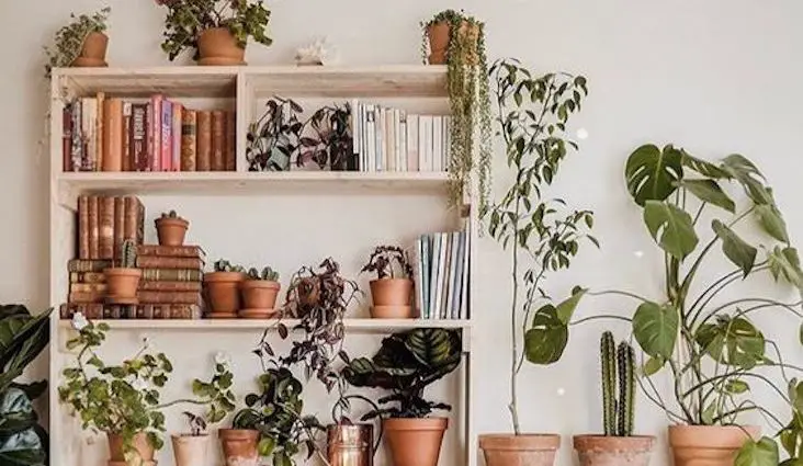 choisir variete plantes deco meuble salon séjour chambre cuisine exemple liste