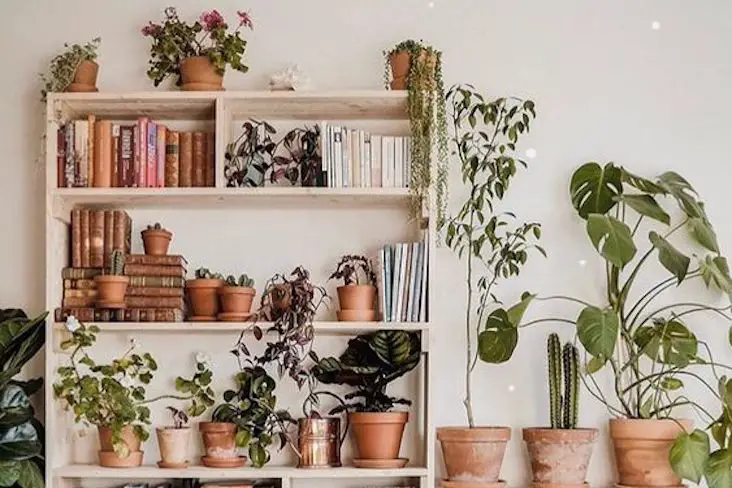 choisir variete plantes deco meuble salon séjour chambre cuisine exemple liste