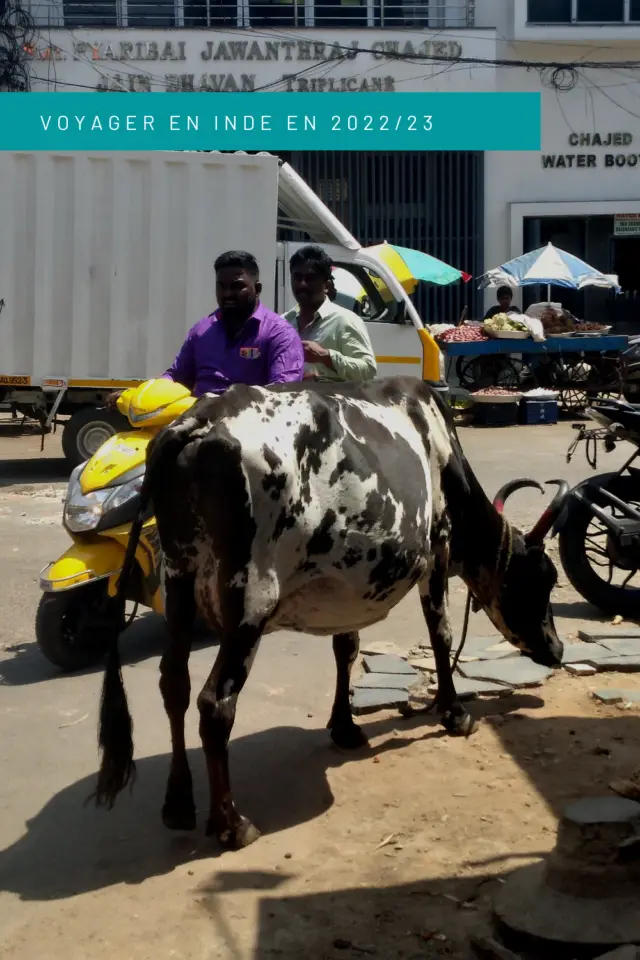 voyager en inde du sud conseils vache scooter scène de vie indienne