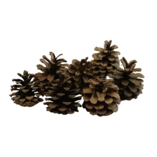 decoration noel diy zodio Pommes de pin 500gr naturel en filet