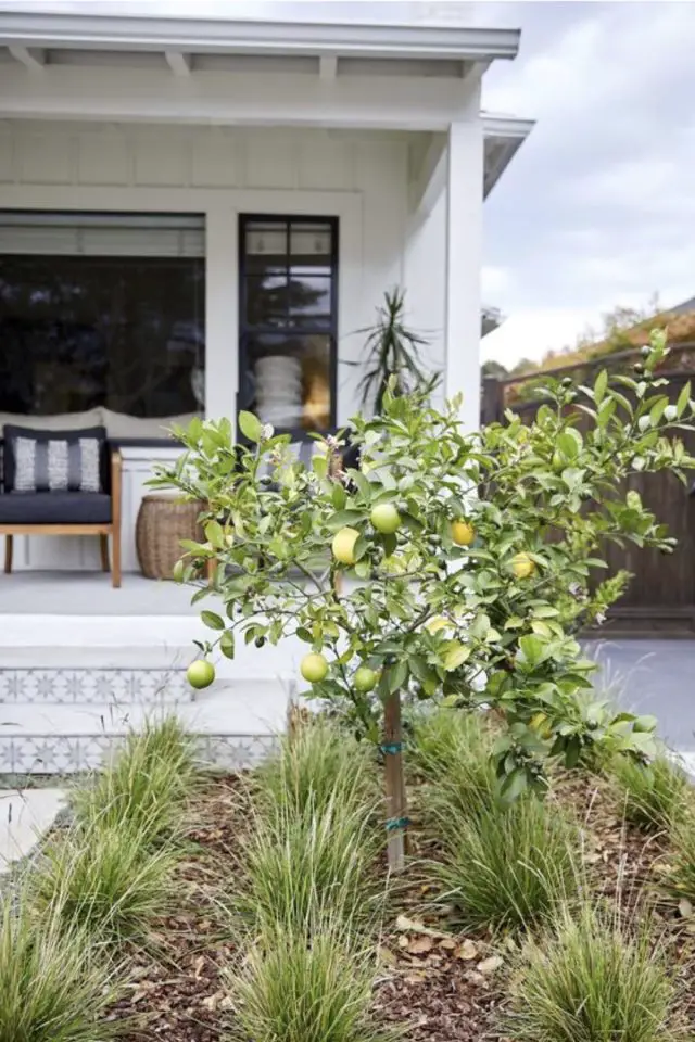 decor jardin devant maison exemple parterre petite plante centre arbuste fruitier