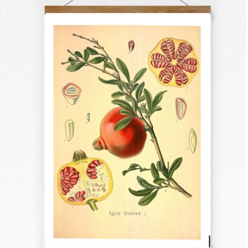 decoration ete motif fruitier grenade vacances Affiche Décoration Murale Art Mural Fleur Fleur Jaune