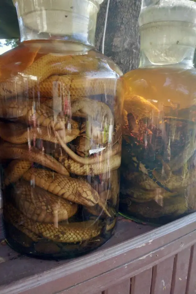 decouvrir luang prabang nord laos laolao alcool de riz local avec serpents et scolopendres