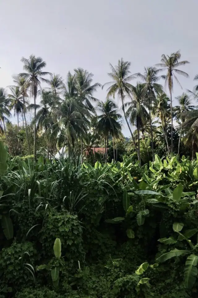 preparer voyage luang prabang laos destination nature végétation palmier et cocotier