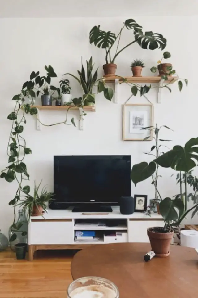 varietes plantes interieur salon salle a manger meuble télévision blanc moderne étagère au dessus de l'écran plante petit format facile d'entretien
