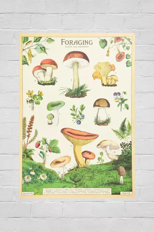 accessoire deco style nature pas cher et original Imprimé d'art mural de champignons affiche déco mur