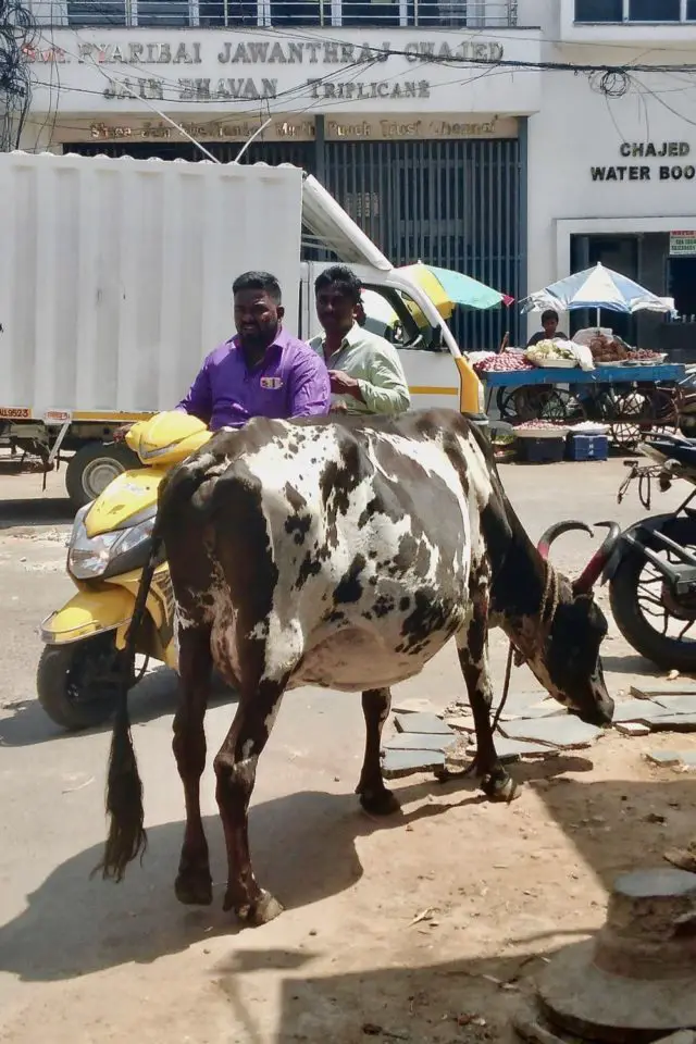 conseils premier voyage en inde vache rue grande ville Madras Chennai