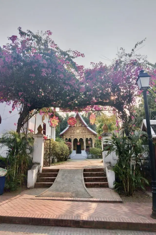 voyage laos luang prabang 2023 temple bouddhiste fleur nature