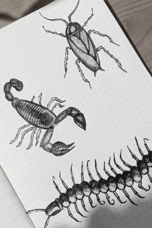 carnet de voyage illustration nature exemple insecte tropicaux scorpion cafard scolopendre croquis en noir et blanc