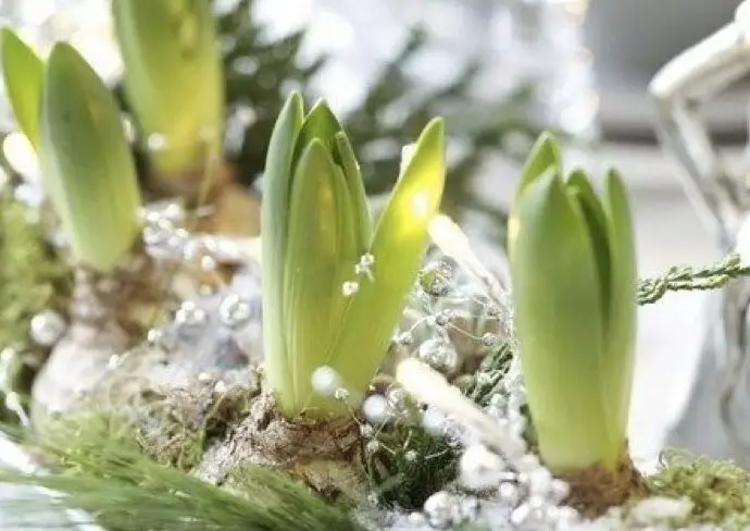 quelle variété de plante et de fleurs offrir à noël et en hiver